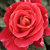 Czerwony  - Róże rabatowe floribunda - Alcazar